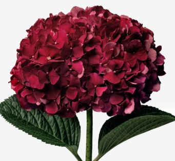 Hydrangea rabelo