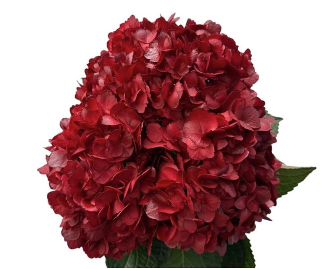 Hydrangea premium red amour