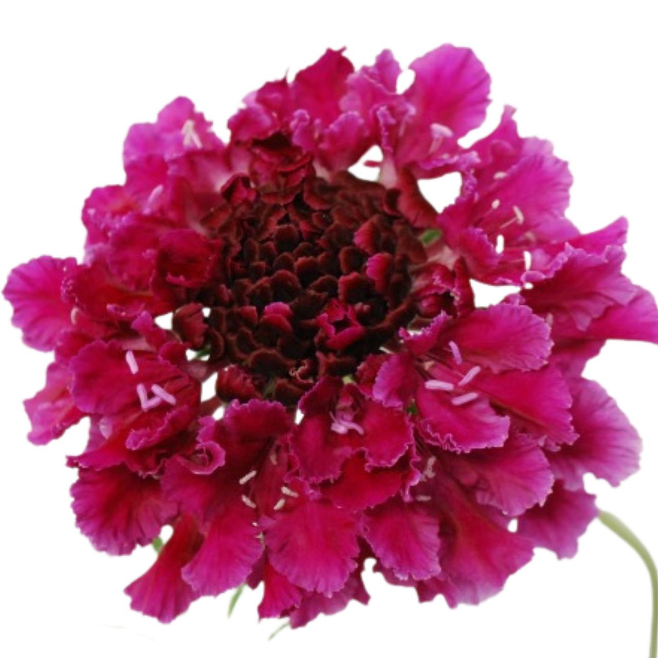 Scabiosa japonica tera gran wine