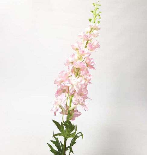 Delphinium aurora pink