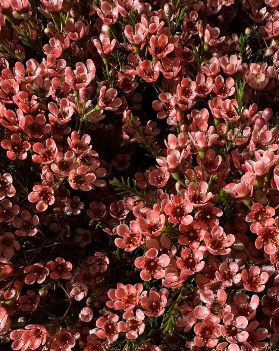 Chamelaucium chamelaucium waxflower tinted peach