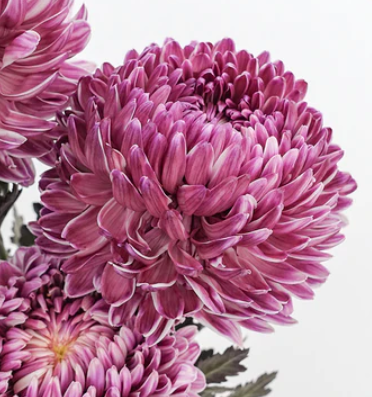 Chrysanthemum spray ferica