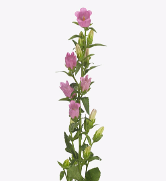 Campanula medium champion deep pink