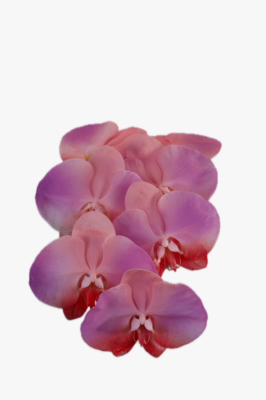 Phalaenopsis spray pink-violet-red