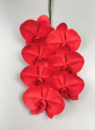 Phalaenopsis spray holiday red