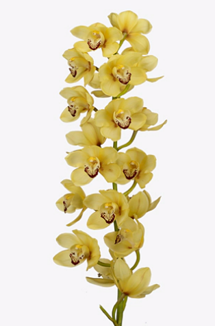 Cymbidium hms. marbella