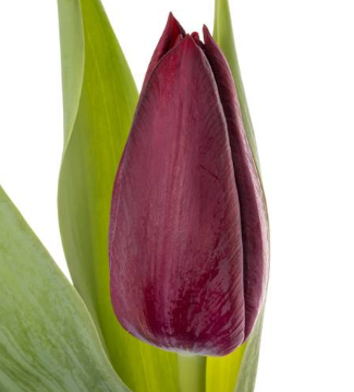 Tulip enkel black mamba