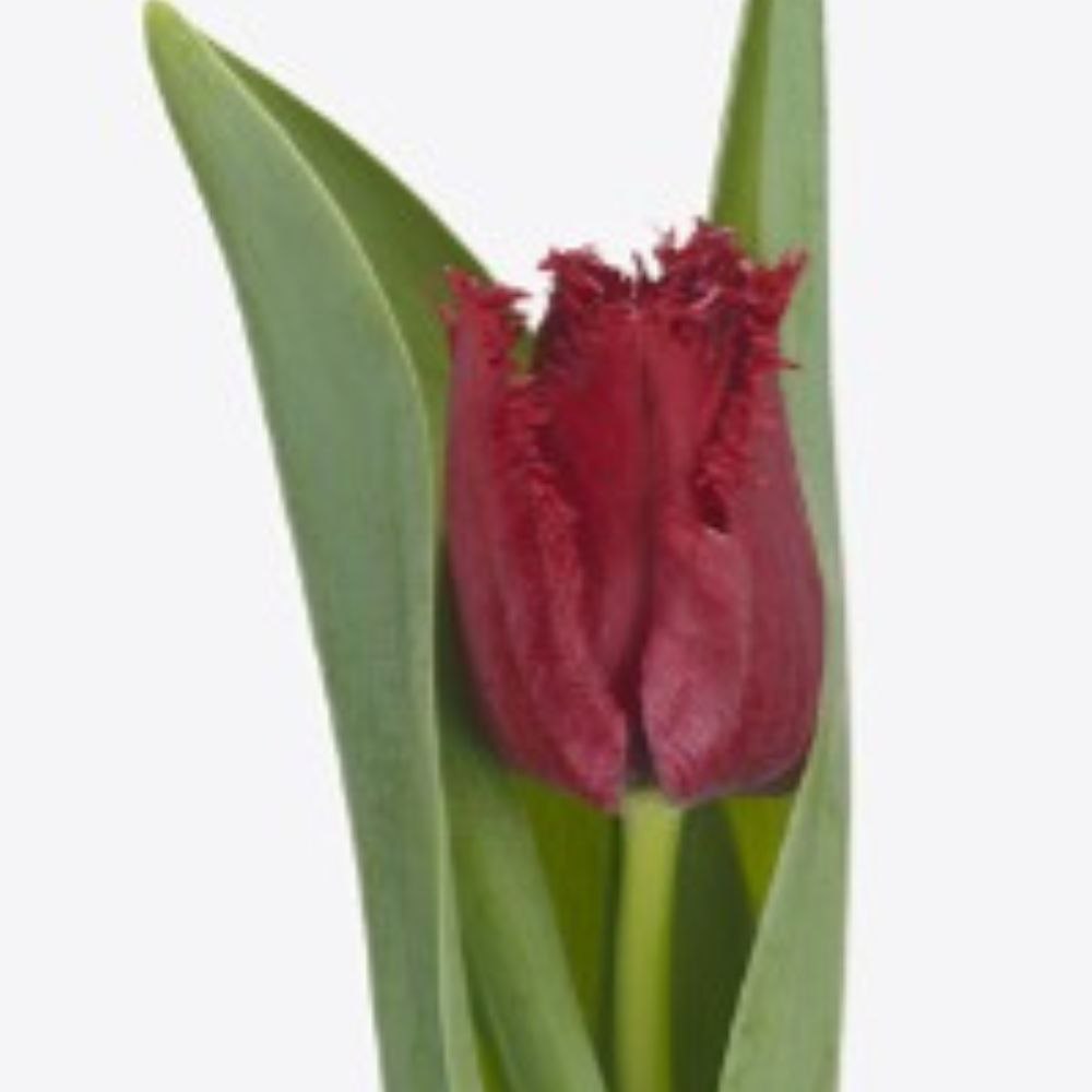 Tulip fringed philly belle