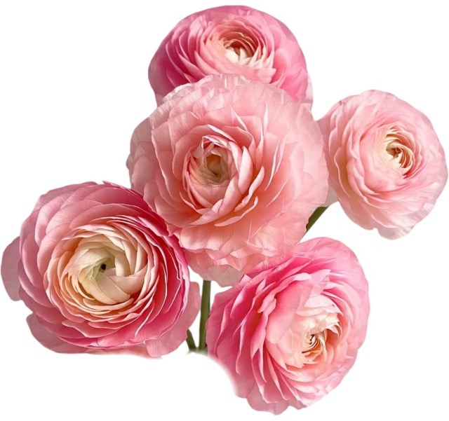 Ranunculus success soft pink