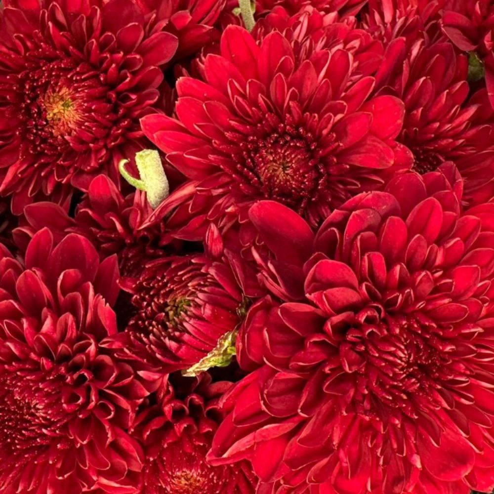 Chrysanthemum sprаy maroon red