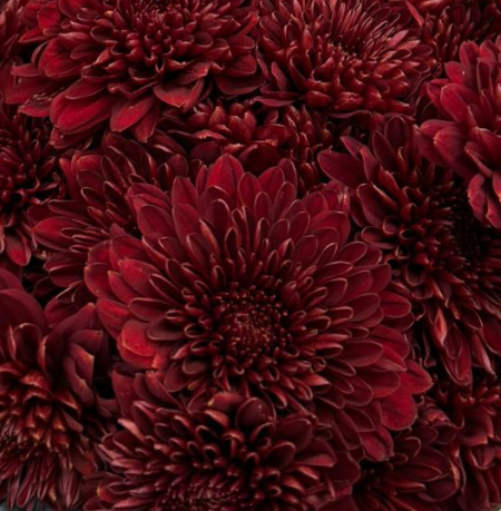 Chrysanthemum sprаy maroon red