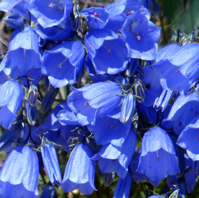 Campanula blue