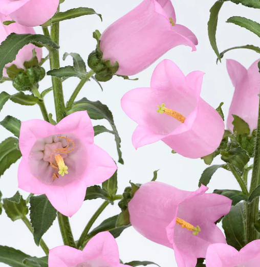 Campanula pink