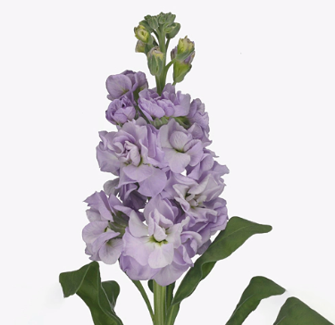 Matthiola marine