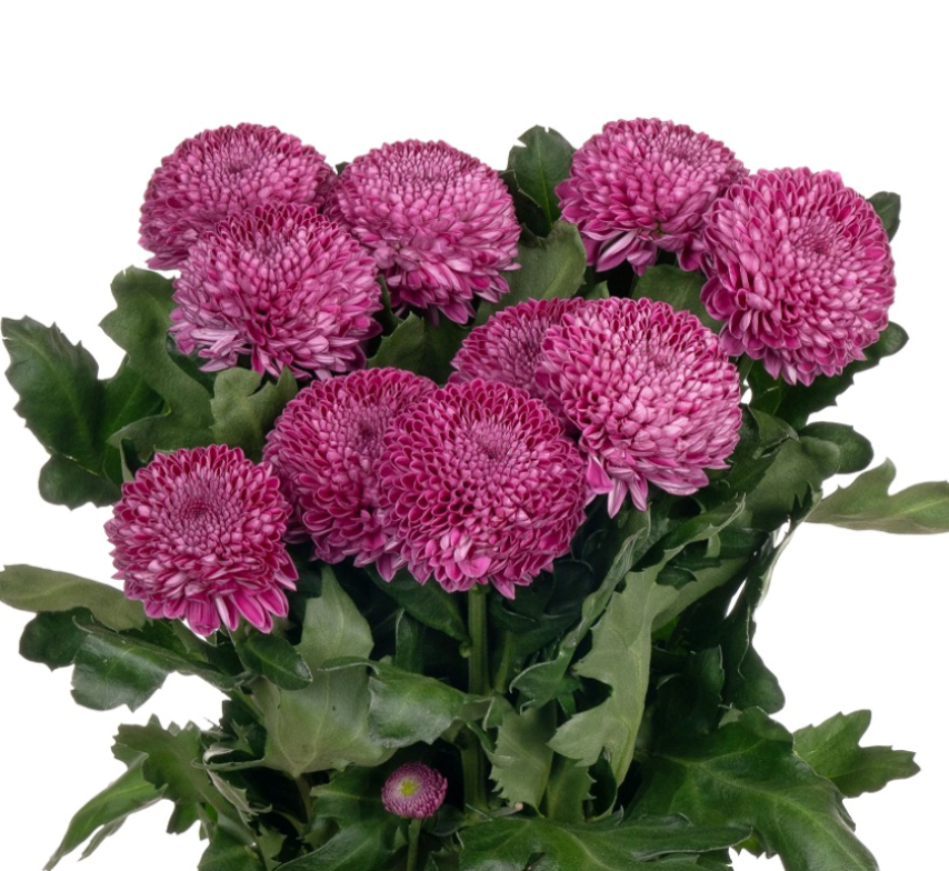 Chrysanthemum single roxo