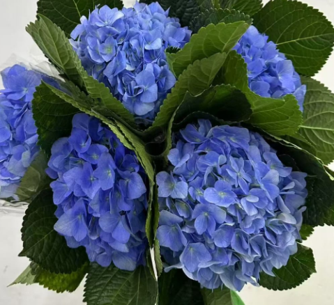 Hydrangea dark blue