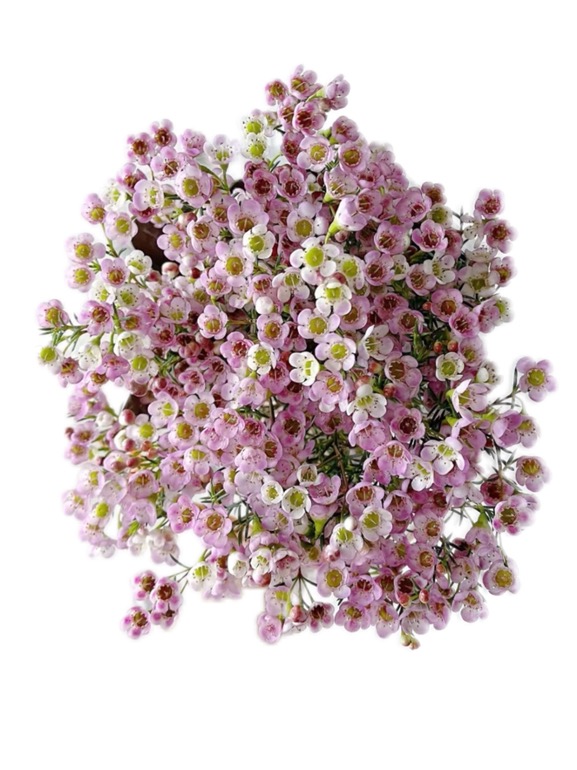 Chamelaucium waxflower tinted pink