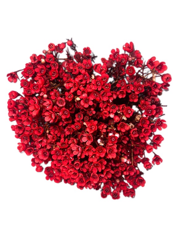 Chamelaucium premium waxflower tinted red