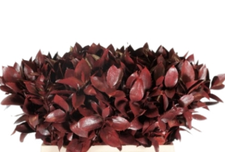 Blad Ruscus bordeaux