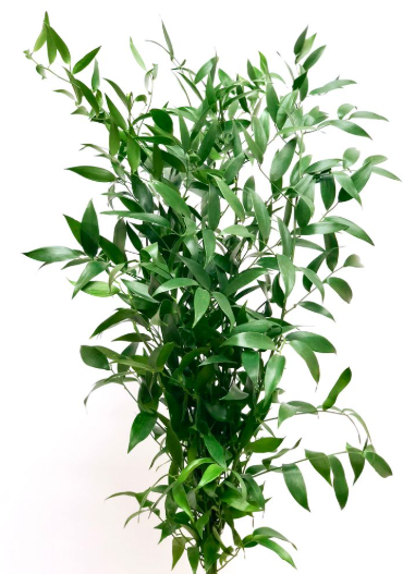 Blad Ruscus italian