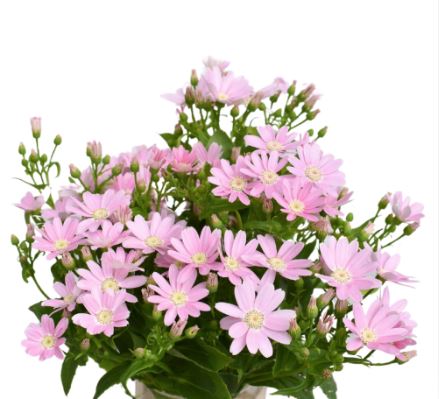 Cineraria light pink