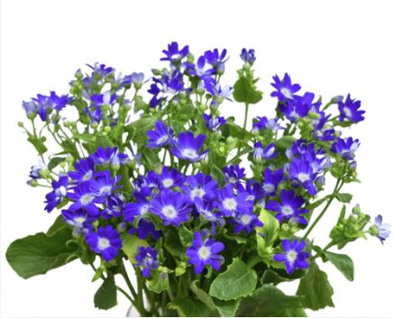 Cineraria blue