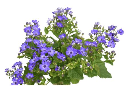 Cineraria lavander