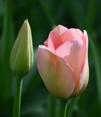 Tulip enkel bella bush