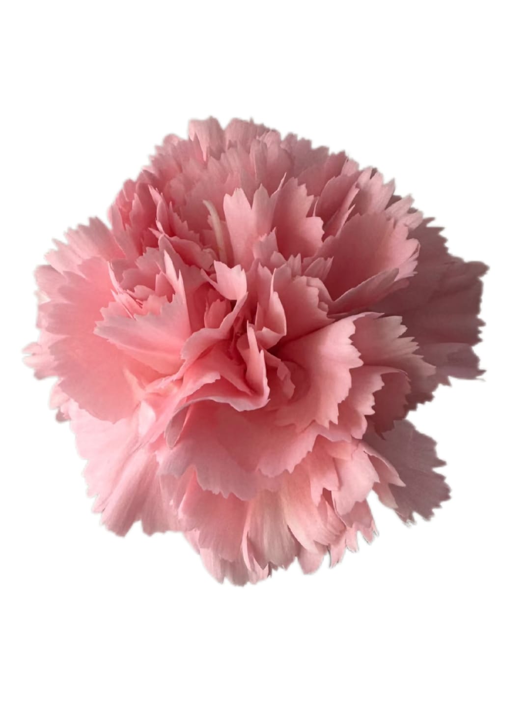 Carnation pink beauty