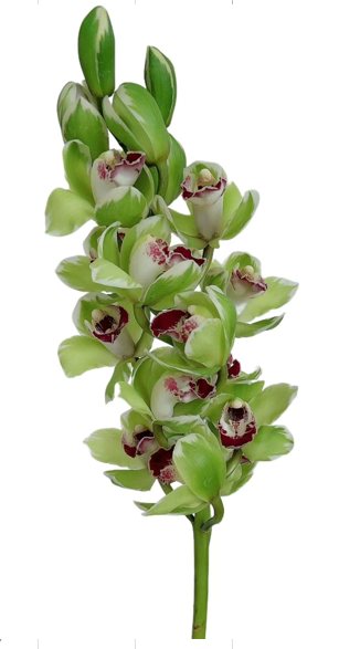 Cymbidium azure dragon