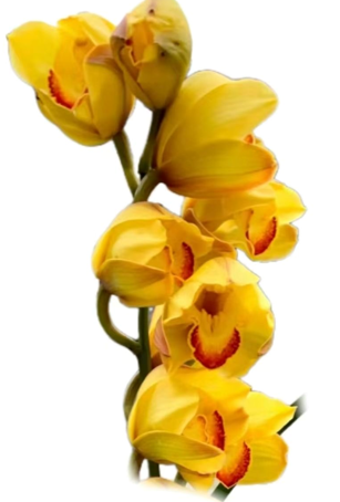 Cymbidium golden lights