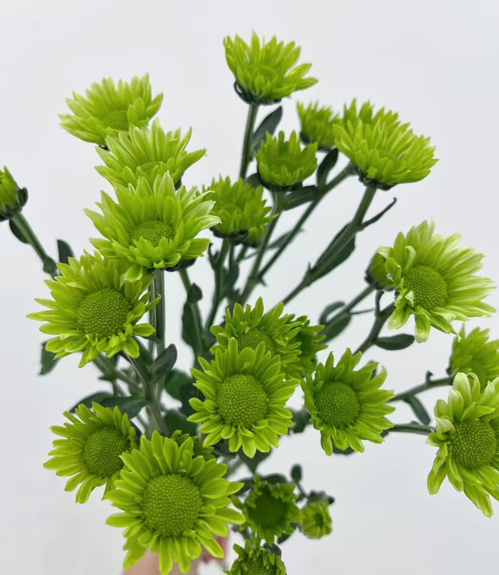 Chrysanthemum santini green elf