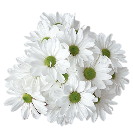 Chrysanthemum santini salmon white