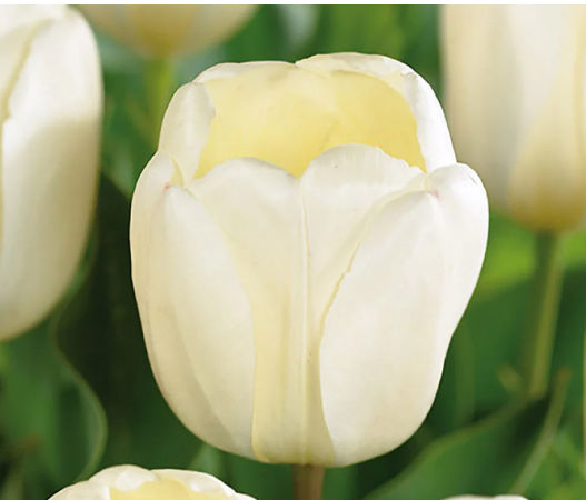 Tulip fringed ivory proud