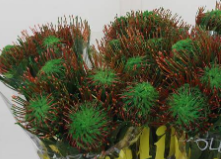 Leucospermum paint naomi green bordeaux