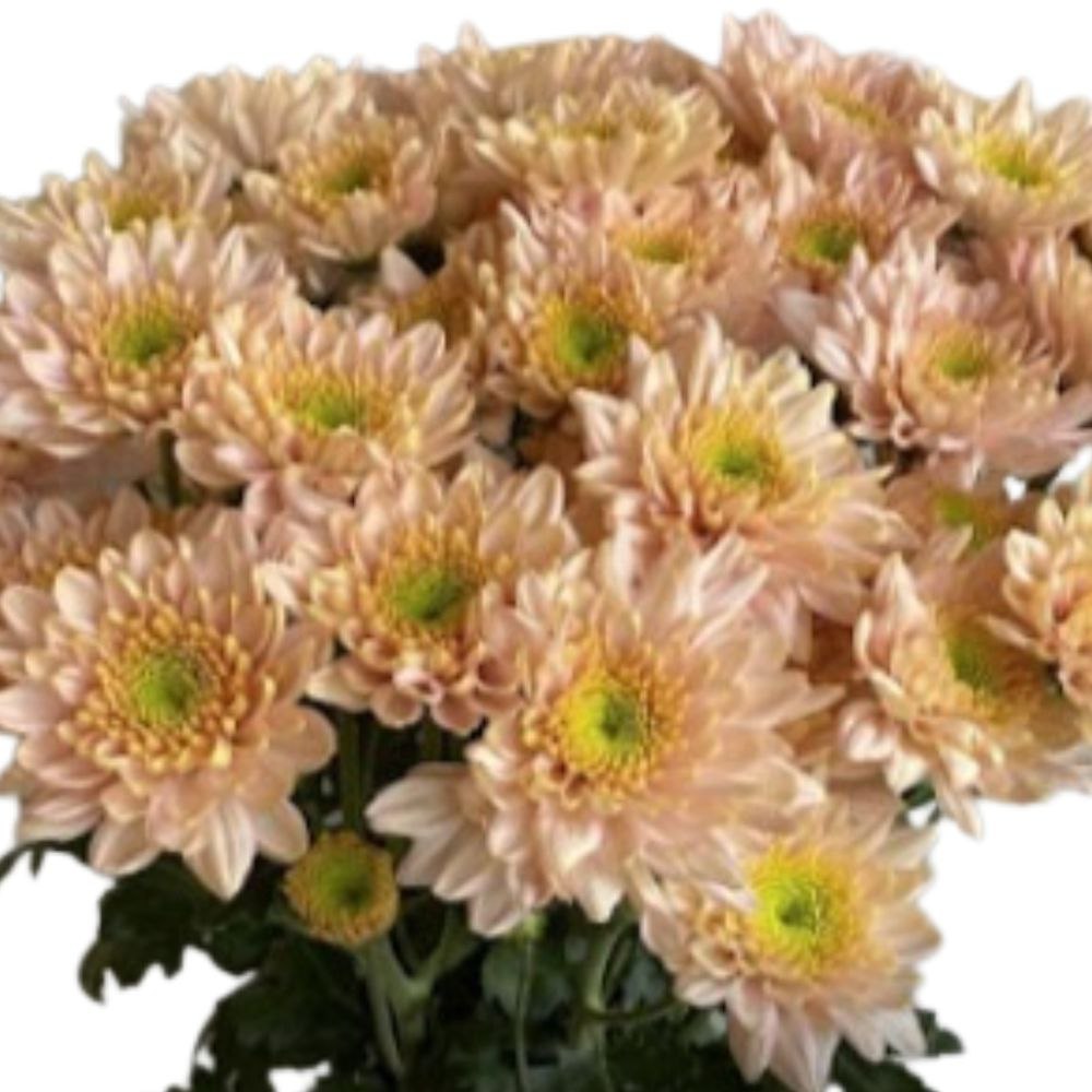 Chrysanthemum sprаy empress