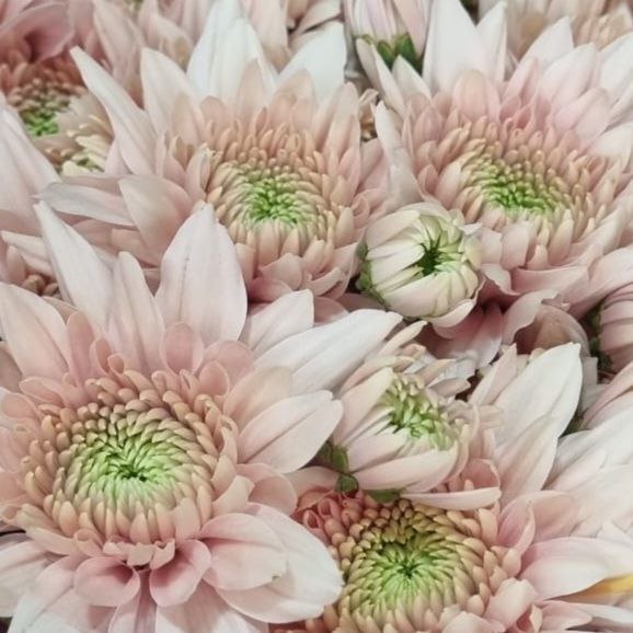 Chrysanthemum sprаy romancero