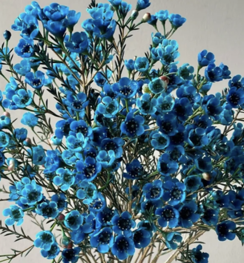 Chamelaucium waxflower tinted blue