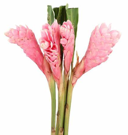 Alpinia purpurata pink