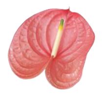 Anthurium large rosa