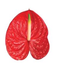 Anthurium large tropical