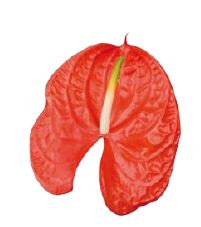 Anthurium xl coral