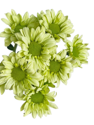 Chrysanthemum santini fairy green