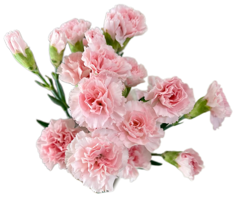 Carnation sprаy dubardou premium