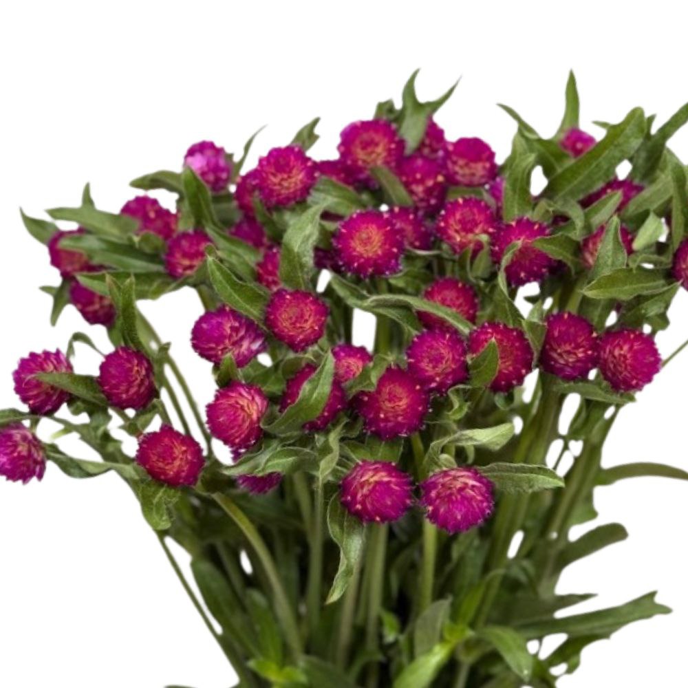 Gomphrena qis carmine