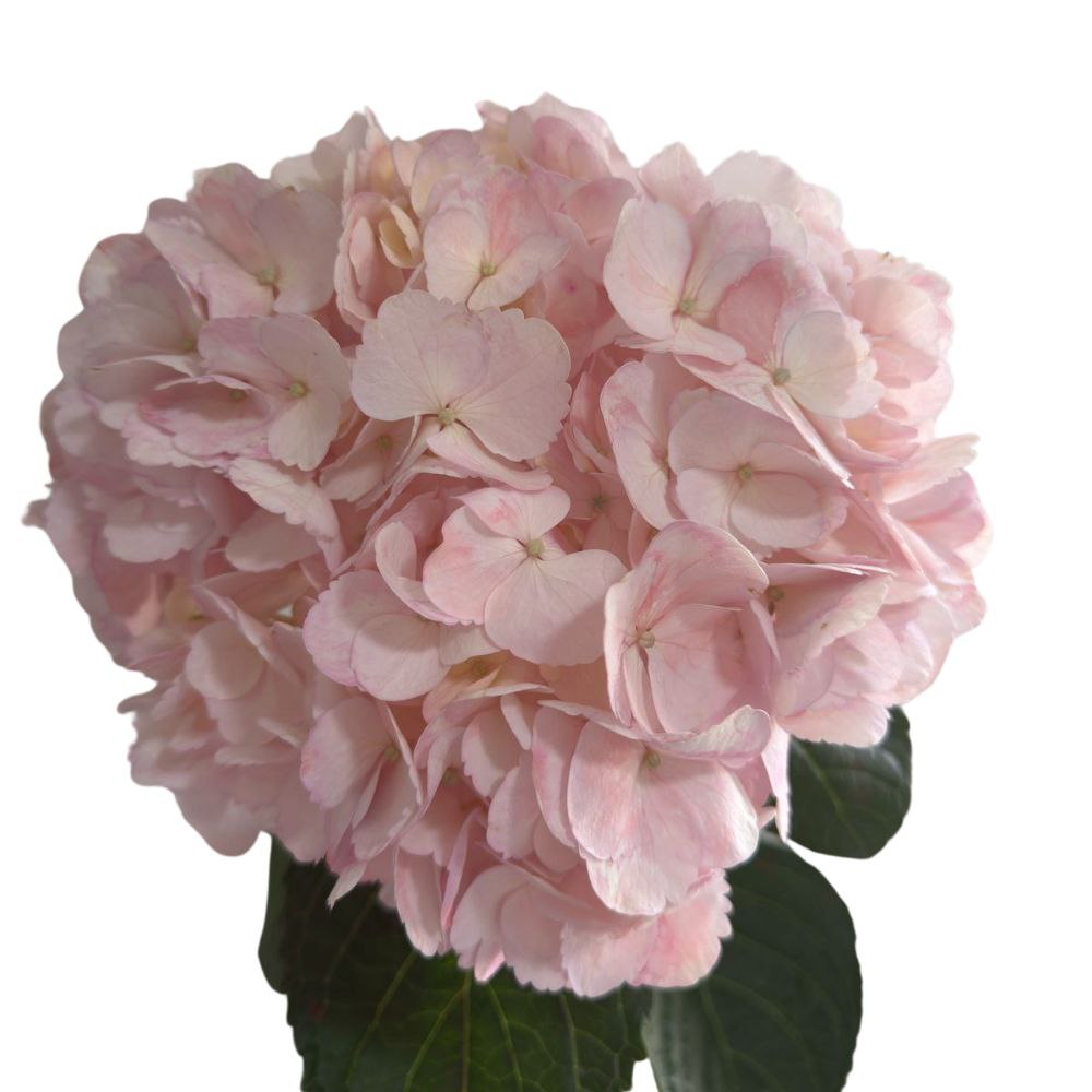 Hydrangea jumbo tinted light pink