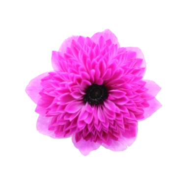 Anemone levante cerise