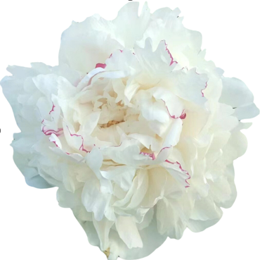 Paeonia white festival maxima