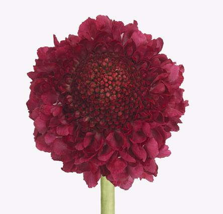 Scabiosa dark cherry