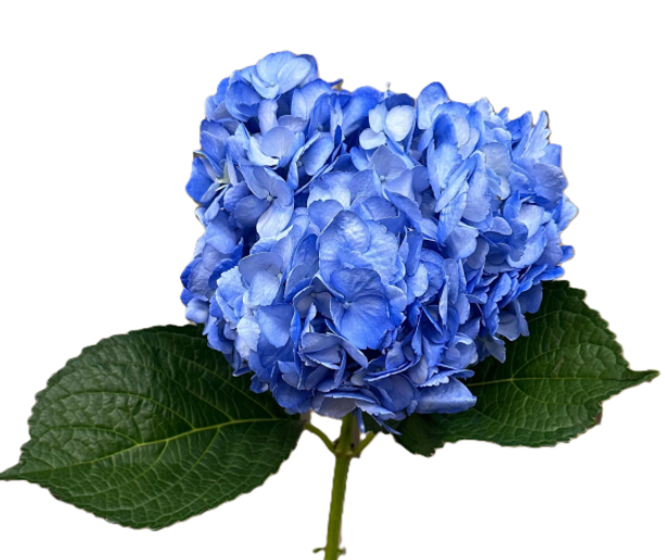Hydrangea jumbo tinted blue